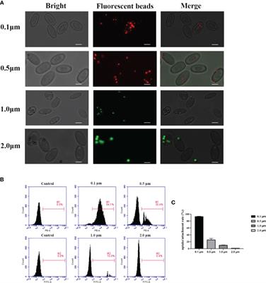 The Antibacterial Activity of Erythrocytes From Goose (Anser domesticus) Can Be Associated With Phagocytosis and Respiratory Burst Generation